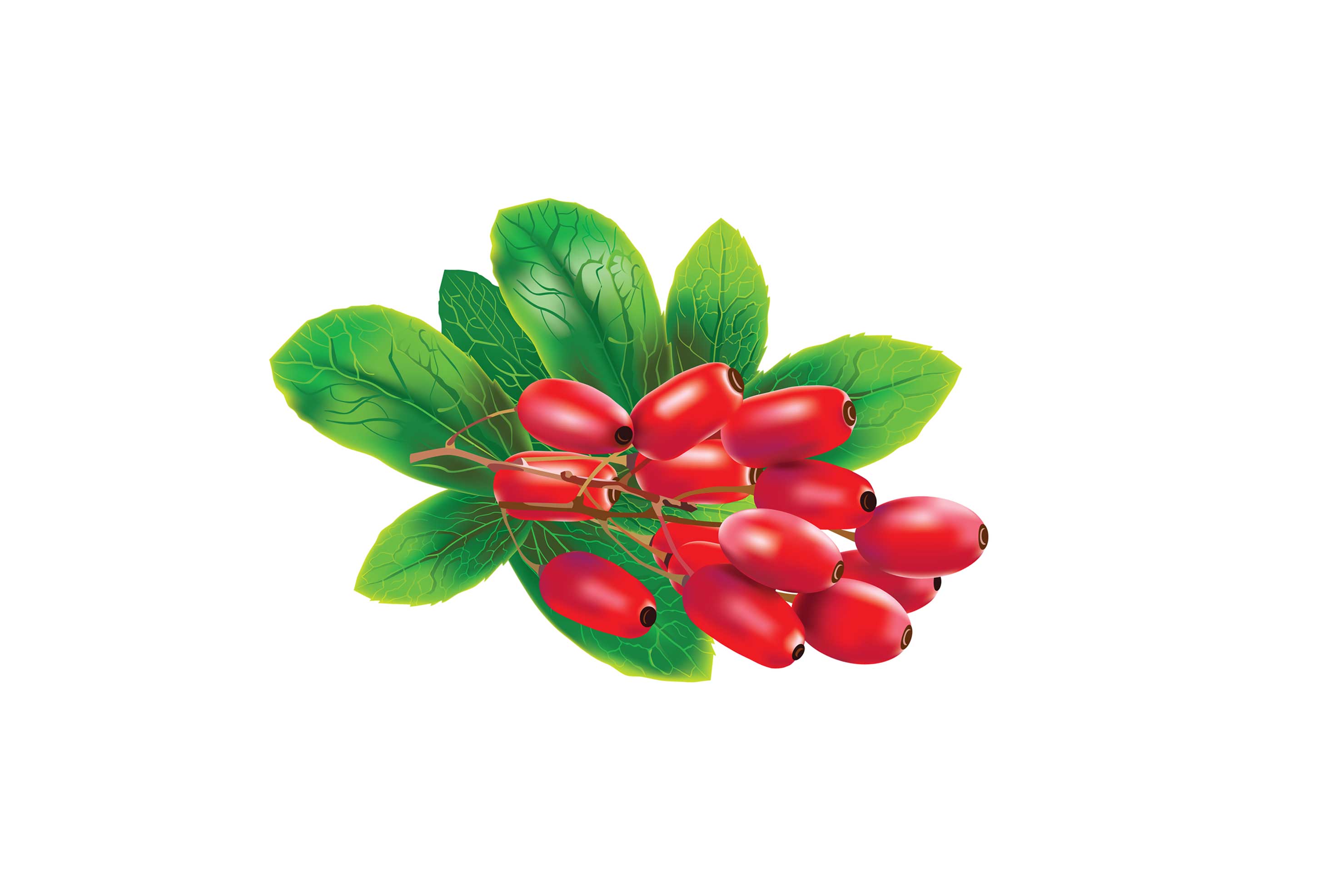 Berberine – A Powerful Supplement to Combat Metabolic Syndrome