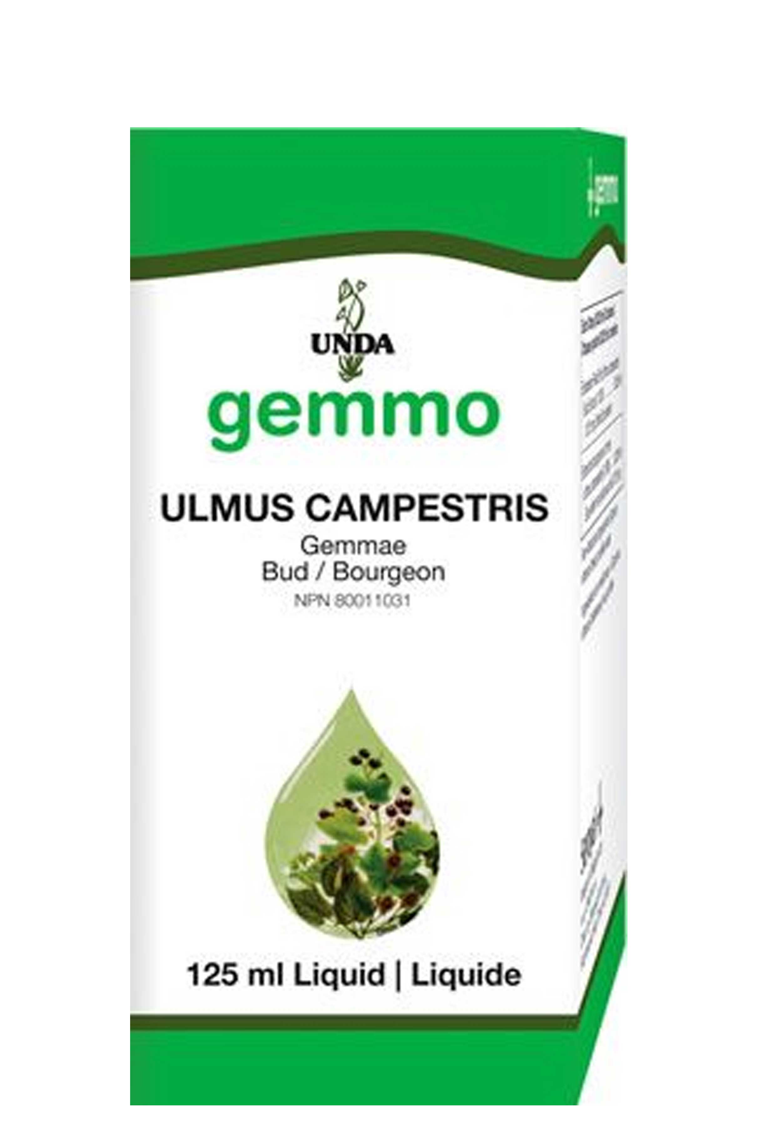 UNDA Ulmus Campestris